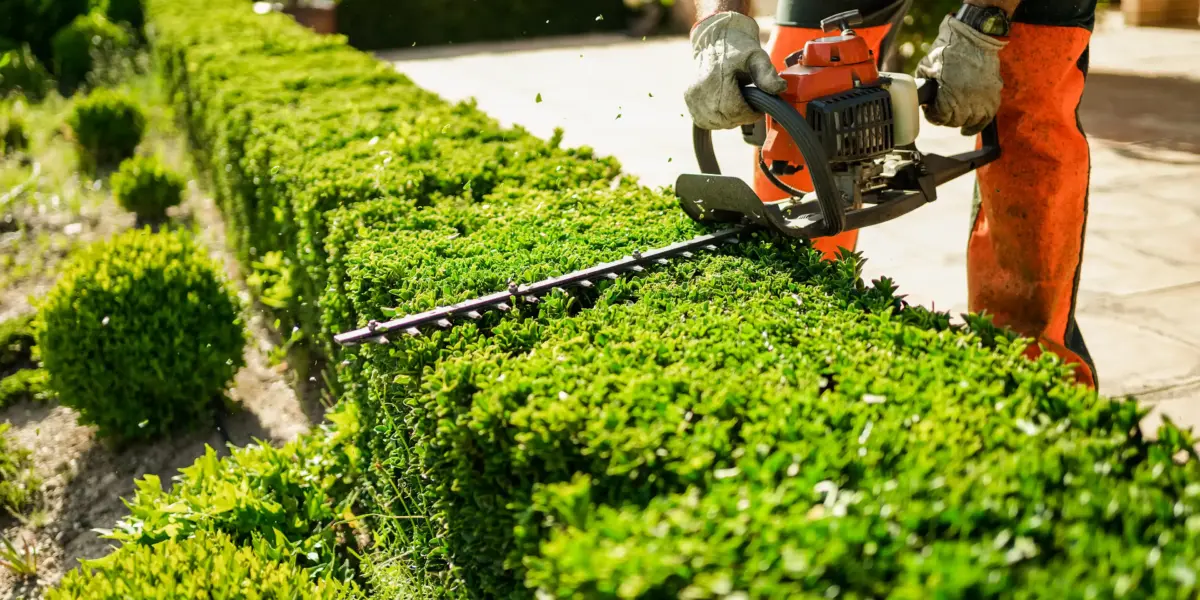Professional hedge trimming by DG Picture Perfect Landscaping in Cuyahoga and Geauga County, Ohio