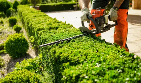 Professional hedge trimming by DG Picture Perfect Landscaping in Cuyahoga and Geauga County, Ohio