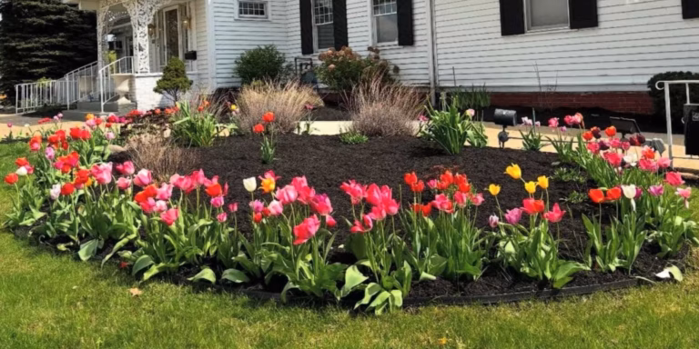 Spring tulip flower bed with fresh mulch landscaping in front of a white home in Northeast Ohio