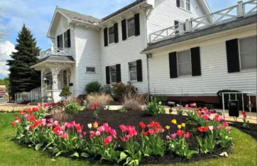Spring tulip flower bed with fresh mulch landscaping in front of a white home in Northeast Ohio