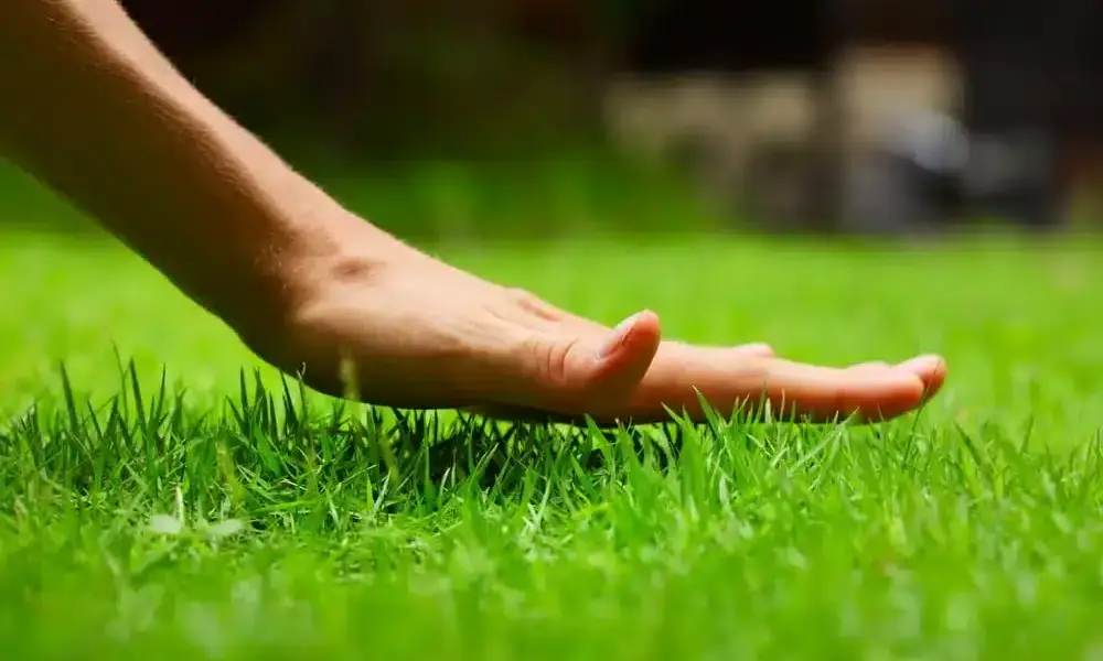 Healthy green lawn cared for by DG Picture Perfect Landscaping in Cuyahoga and Geauga County, Ohio