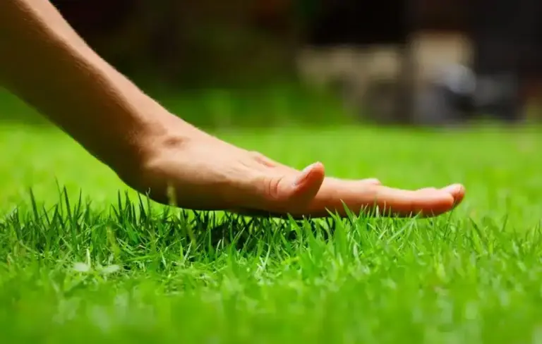 Healthy green lawn cared for by DG Picture Perfect Landscaping in Cuyahoga and Geauga County, Ohio
