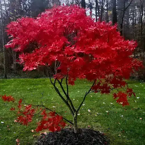 DG Picture Perfect Landscaping