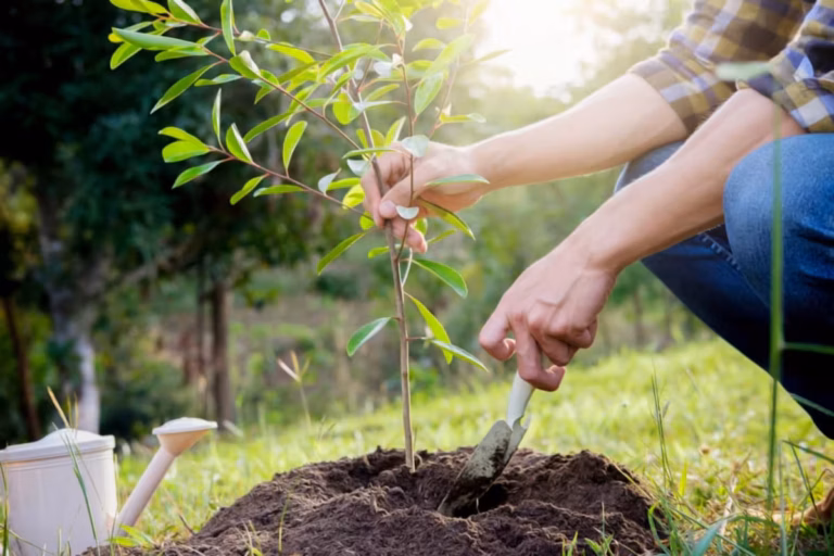 Professional tree planting service by DG Picture Perfect Landscaping in Cuyahoga and Geauga Counties Ohio