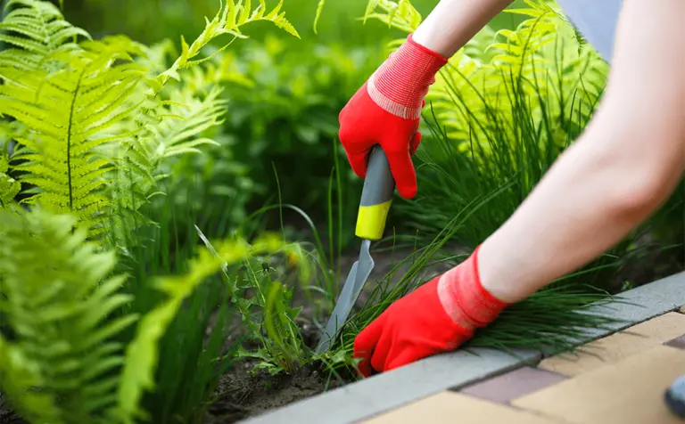 Weed control and weed removal services in Cuyahoga County, Ohio by DG Picture Perfect Landscaping
