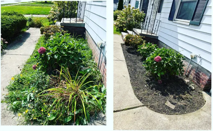 Garden bed weeding and cleanup around a hydrangea, before and after