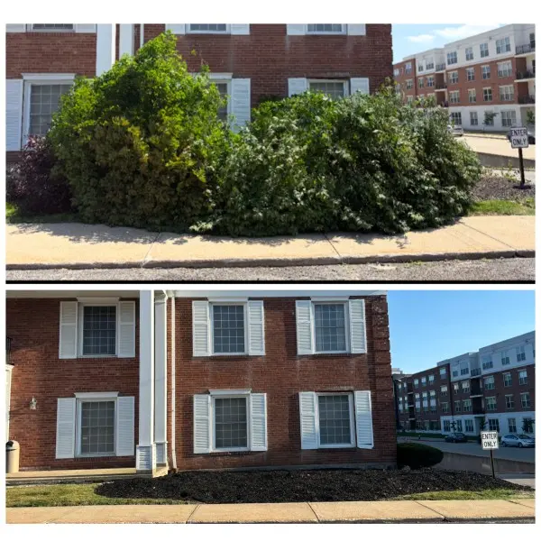 Overgrown hedge removal and fresh mulch bed at a Northeast Ohio townhome, before and after