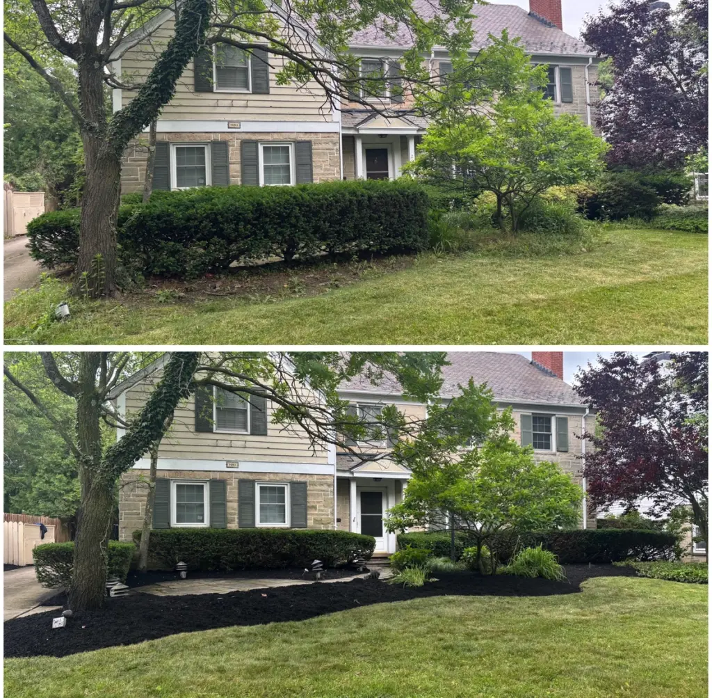 Hedge trimming and mulch bed refresh at a Northeast Ohio home, before and after