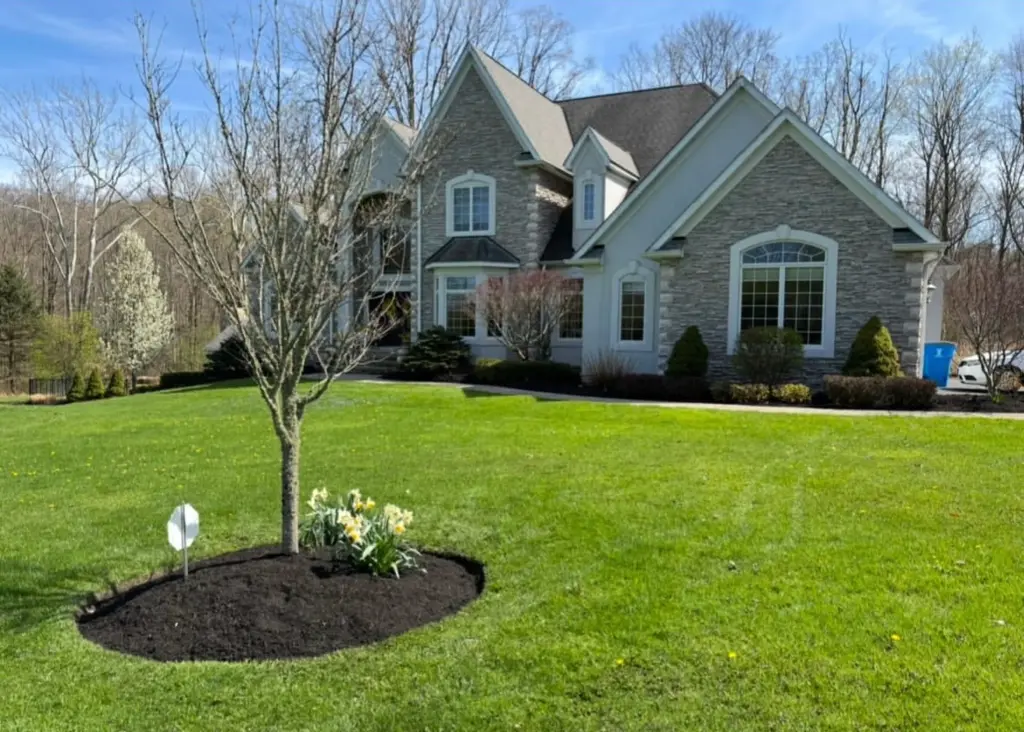 Spring tree ring mulch bed and daffodil planting by DG Picture Perfect Landscaping